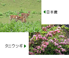 日本鹿、タニウツギ