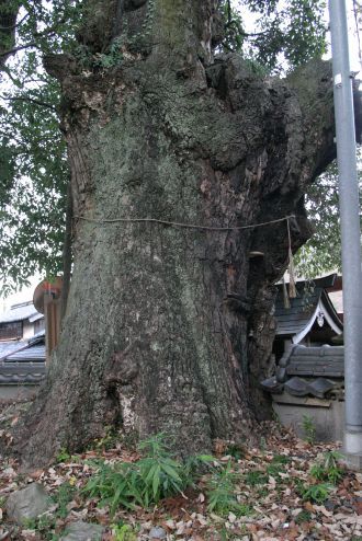〔８〕上立杭の大アベマキ「おみの樹」