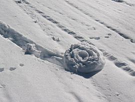 林道に転がって出来た雪のバームクーヘン