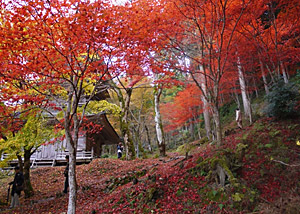秋色に染まる高源寺