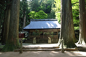 スギの巨木が乱立する青玉神社