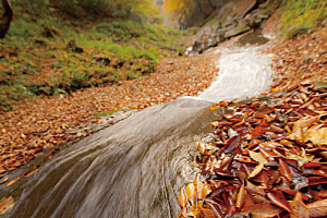 紅葉で彩る沢沿い；緩急の水の動きを楽しんで