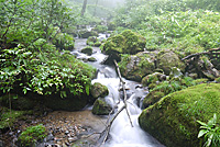 久須部川の渓流